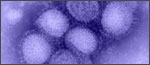 virus micrograph