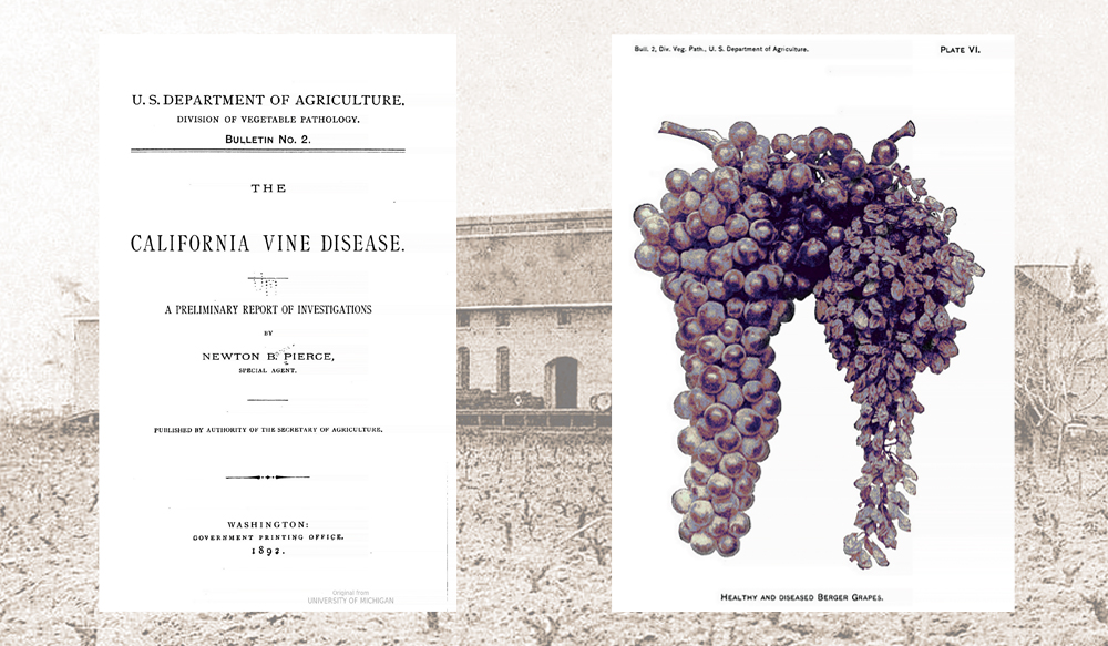 vine disease
